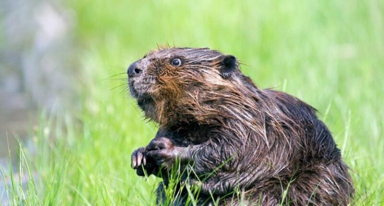 Κήρυξε πόλεμο στους… κάστορες ο πρωθυπουργός της Πολωνίας!