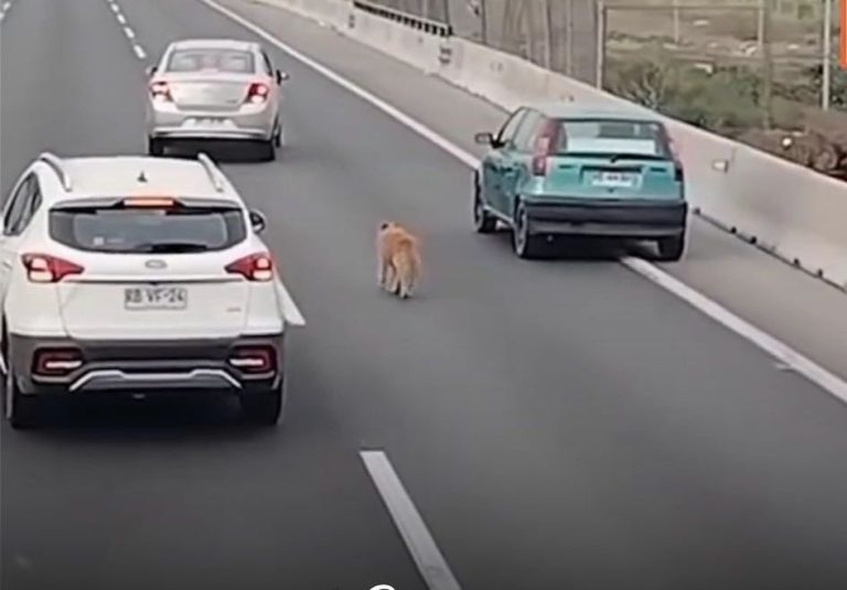 Εκπληκτικό! Οδηγοί φτιάχνουν «ασπίδα» για να βοηθήσουν έναν σκύλο (video)