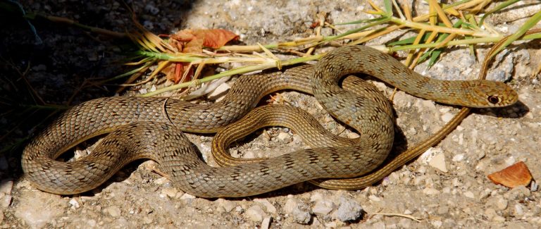 Πάνω από 70 απομακρύνσεις άγριων ζώων από σπίτια στη Θεσσαλονίκη!