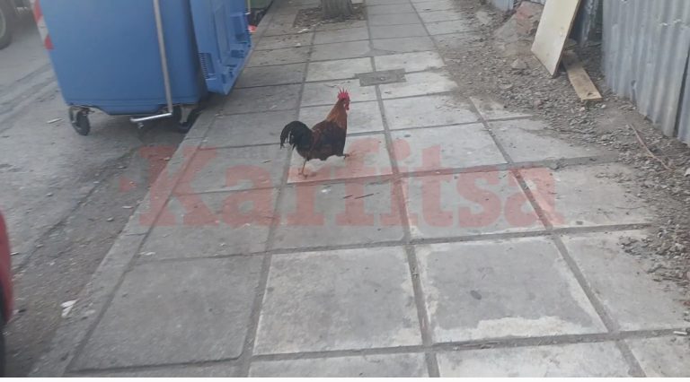 Κότες… βολτάρουν σε κεντρικό δρόμο της Θεσσαλονίκης (VIDEO & PHOTOS)