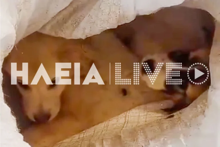 Οργή! Έδεσαν κουτάβια σε τσουβάλια και τα πέταξαν στα σκουπίδια! (VIDEO & PHOTOS)