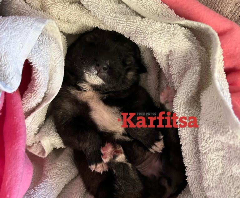 Πέταξε σε κάδο σκουπιδιών νεογέννητα κουταβάκια (VIDEO)