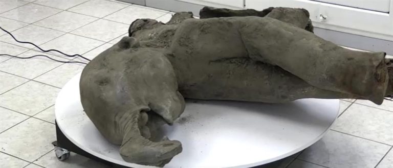 Απολίθωμα μαμούθ που γεννήθηκε πριν από 50.000 χρόνια! (PHOTO)