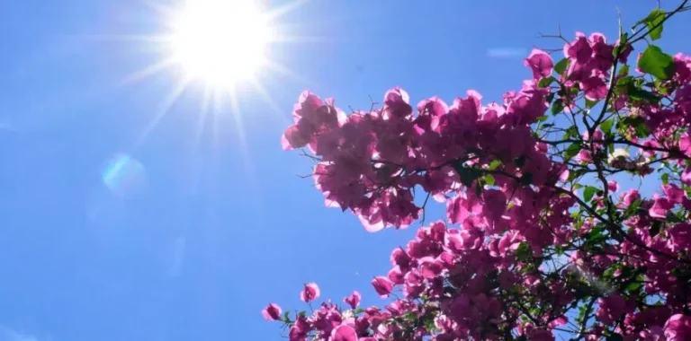 Άνοιξη εν μέσω χειμώνα με 19 βαθμούς!