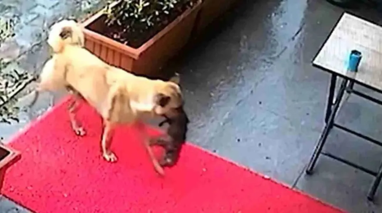 Η συγκινητική στιγμή που σκυλίτσα μεταφέρει το άρρωστο κουτάβι της στον κτηνίατρο (video) Τουρκία