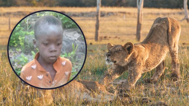 7χρονος επιβίωσε μόνος του επί πέντε ημέρες ανάμεσα σε λιοντάρια και άλλα άγρια ζώα