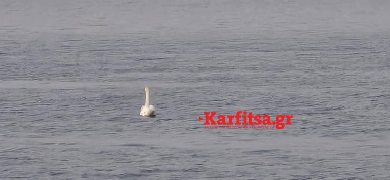 Κύκνος βγήκε στον Θερμαϊκό για «περιπολία» (video)