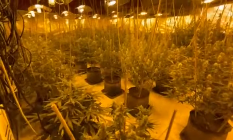 Βρήκαν ολόκληρο «δάσος» κάνναβης μέσα σε διαμερίσματα στην Αττική (video)