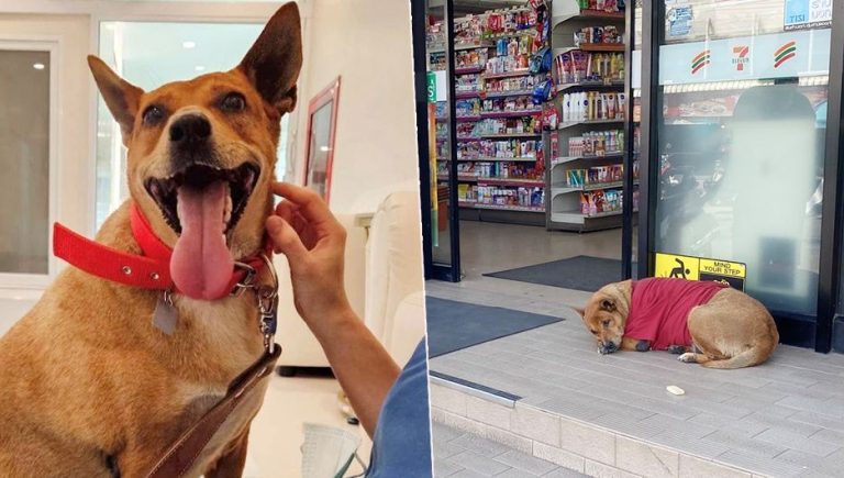 Η πριγκίπισσα της Ταϊλάνδης υιοθέτησε το σκυλάκι που συγκίνησε παγκοσμίως με την ιστορία του! (photo)