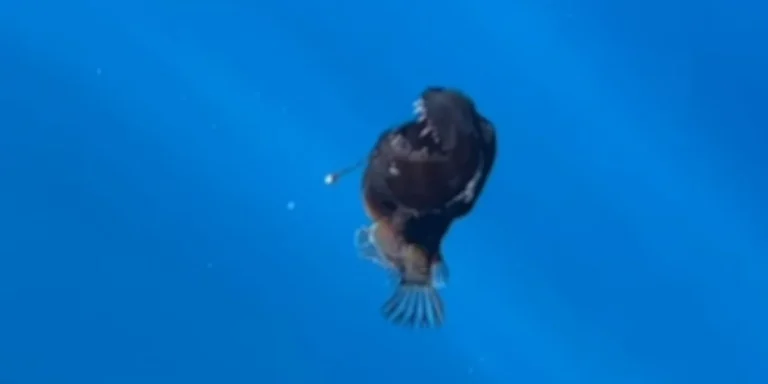 Για πρώτη φορά: Ψάρι-«μαύρος δαίμονας» εμφανίστηκε στο φως της ημέρας (video)