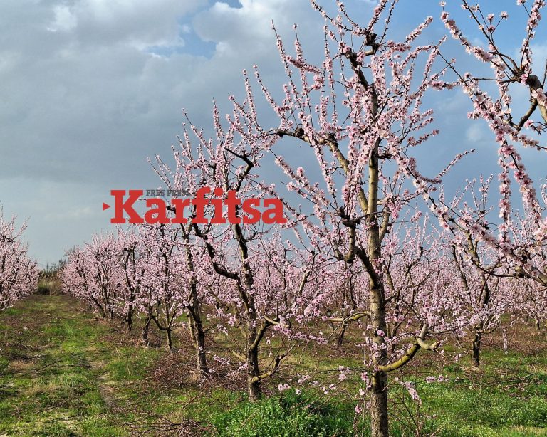 Αισιόδοξοι οι αγρότες για τη φετινή παραγωγή ροδάκινων