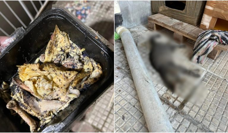 Φρίκη και οργή! Δηλητηρίασαν 16 γάτες!