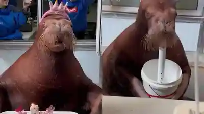 Τα φαντασμαγορικά γενέθλια ενός θαλάσσιου ιππου που κλείνει τα 8! (video)