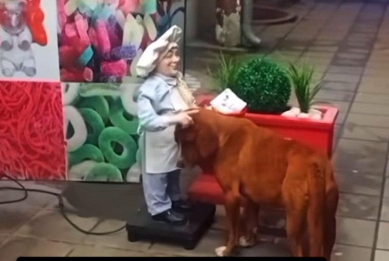 Η συγκινητική στιγμή που ένα σκυλάκι ψάχνει για χάδια! (video)