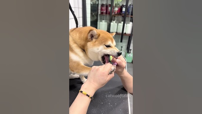 Όταν ο νυχοκόπτης γίνεται «ο φόβος και ο τρόμος» των σκυλιών (video)