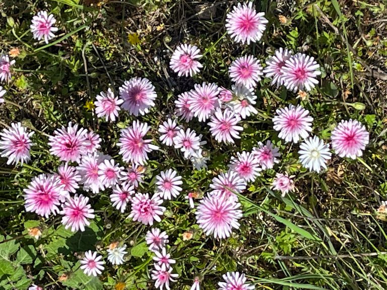 Ανθισμένες άγριες ορχιδέες στη σκιά απολιθωμένων κορμών 20 εκατομμυρίων ετών! (PHOTOS)