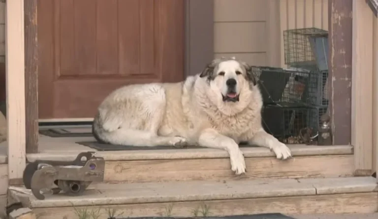 Σκύλος – ήρωας! Έσωσε 2χρονο αγόρι που είχε χαθεί νύχτα στον βουνό (video)