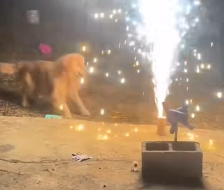 Η γλυκιά στιγμή που κωφό σκυλάκι απολαμβάνει πυροτεχνήματα! (video)