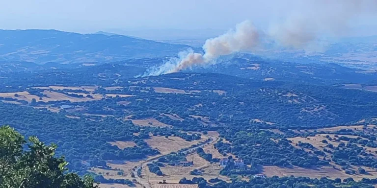 Πυρκαγιά σε δάσος στο Φίλυρο Θεσσαλονίκης -Ήχησε το 112
