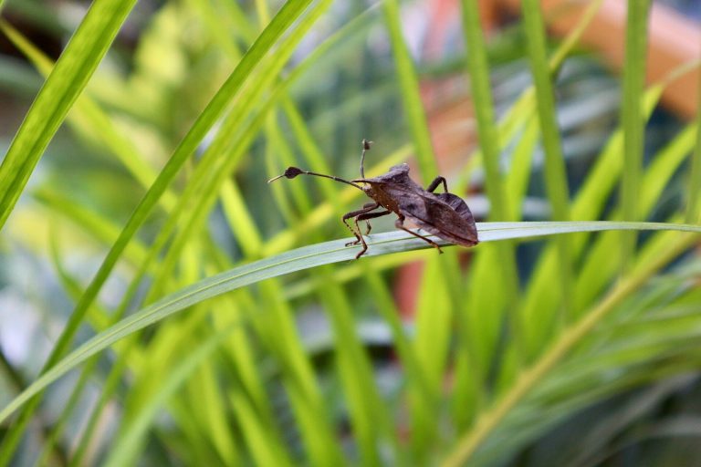 Το φυσικό trick που διώχνει τα έντομα από τα φυτά σας