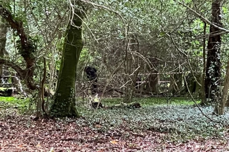 Απίστευτο μυστήριο σε δάσος: Βρήκαν πολλά πτώματα