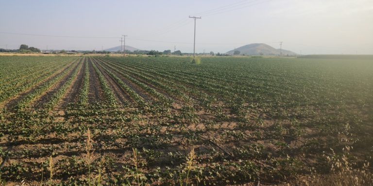 Πώς περιοχές σαν τη Θεσσαλία κινδυνεύουν με ερημοποίηση