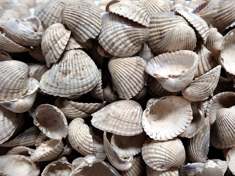 Ο μυστηριώδης «λάκκος» στον νεολιθικό οικισμό του Μακρυγιάλου