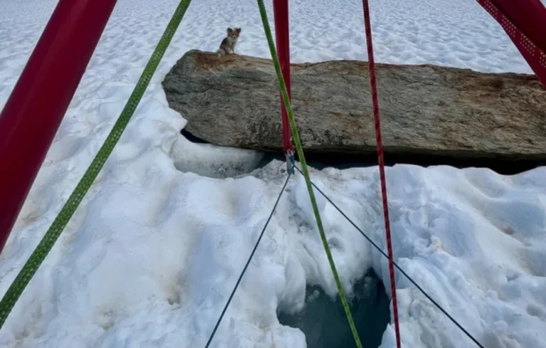 Τσιουάουα «ήρωας» έσωσε το αφεντικό του!