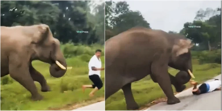 Ελέφαντας ποδοπατά τουρίστα που πήγε να βγάλει σέλφι! (VIDEO)
