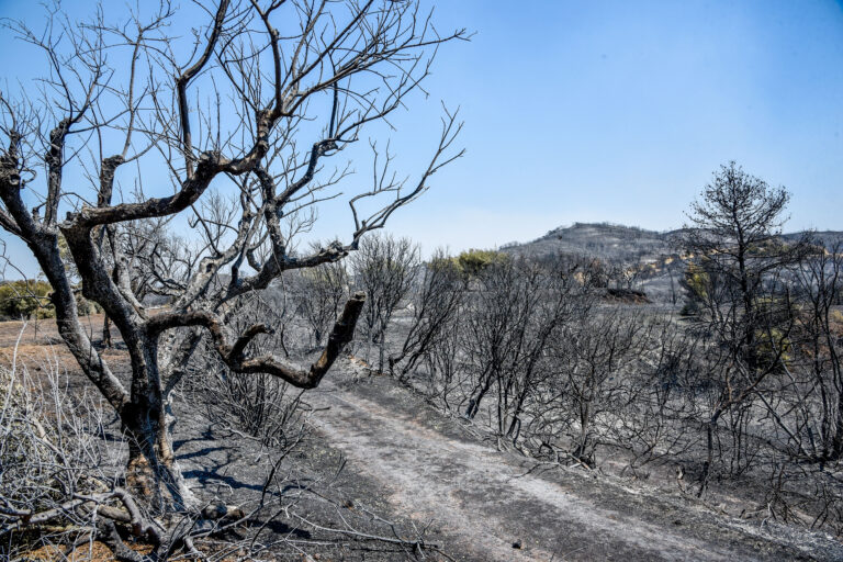 Πόσες χιλιάδες στρέμματα έγιναν στάχτη μέσα σε λίγες ώρες!