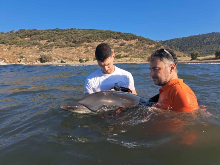 Η συγκινητική προσπάθεια διάσωσης του μικρού «Ορφέα» (PHOTOS)