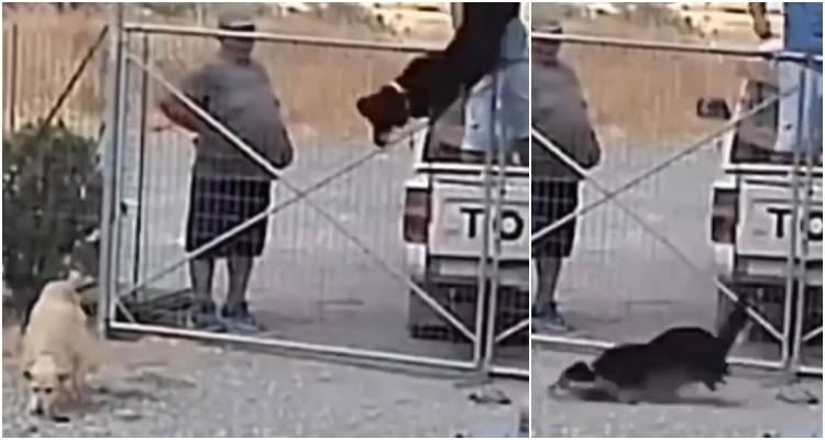 Εξοργιστικές εικόνες! Κυριολεκτικά πέταξαν τρεις σκύλους μέσα σε κυνοκομείο! (VIDEO)