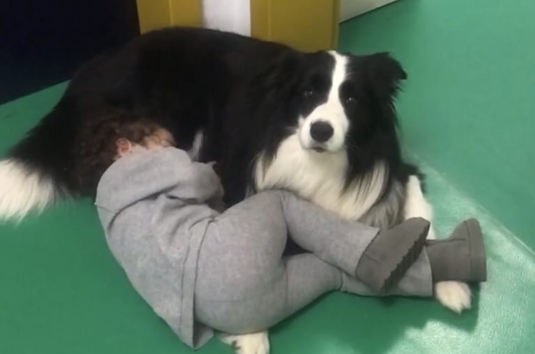 Ένας σκύλος με θεραπευτικές ικανότητες (PHOTOS)