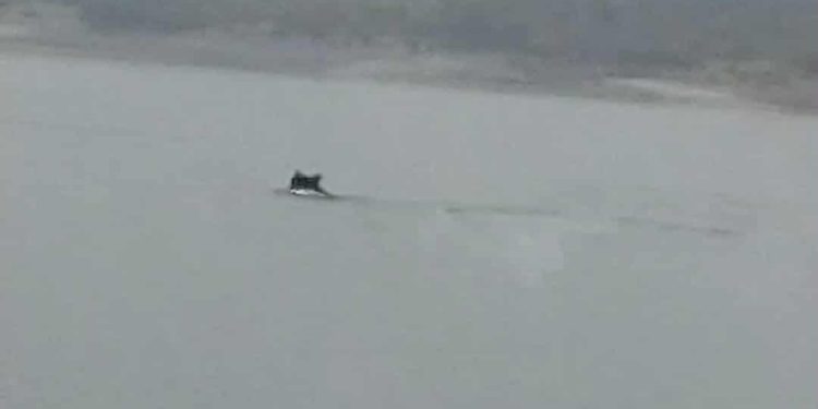 Μοναδικό βίντεο: Αρκούδα κολυμπά στη λίμνη Πολυφύτου