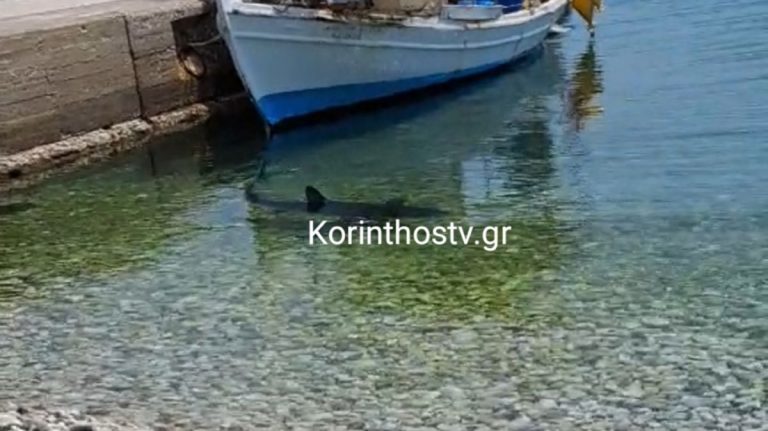Κόρινθος: Καρχαρίας περίπου 2,5 μέτρων στα Λουτρά Ωραίας Ελένης (video)