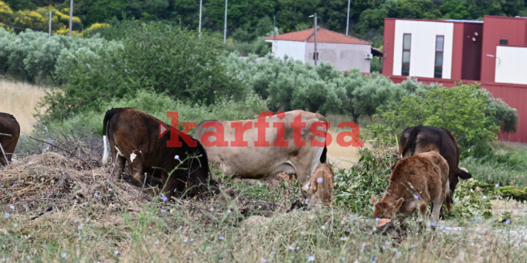 Αποκλειστικό στο Π: Τραγικές εικόνες από τον… σκουπιδότοπο δίπλα από το γυμναστήριο της Νικήτης (photo+video)