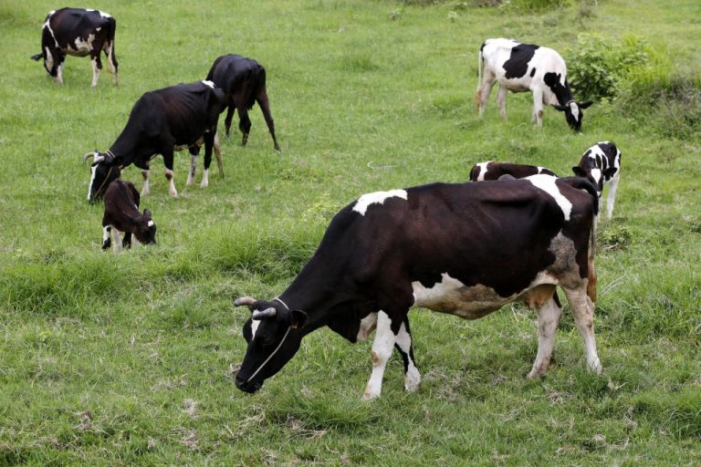 Αποκάλυψη Politico: Χιλιάδες ζώα «φαντάσματα» πίσω από τις ελληνικές αγροτικές επιδοτήσεις