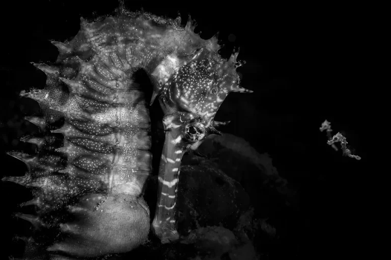 Ocean Photographer of the Year: 9 φωτογραφίες αποδεικνύουν ότι ο πιο παράξενος κόσμος βρίσκεται κάτω από τη θάλασσα